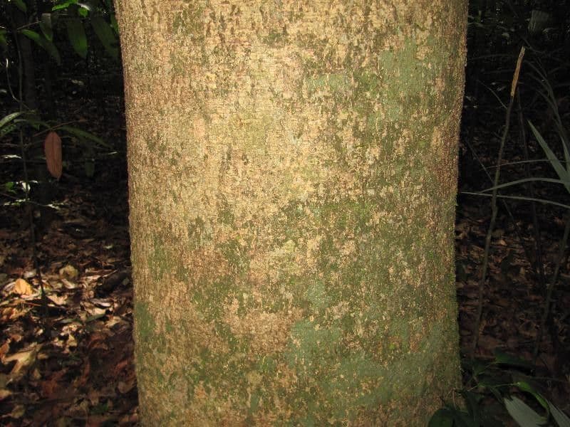 Enterolobium