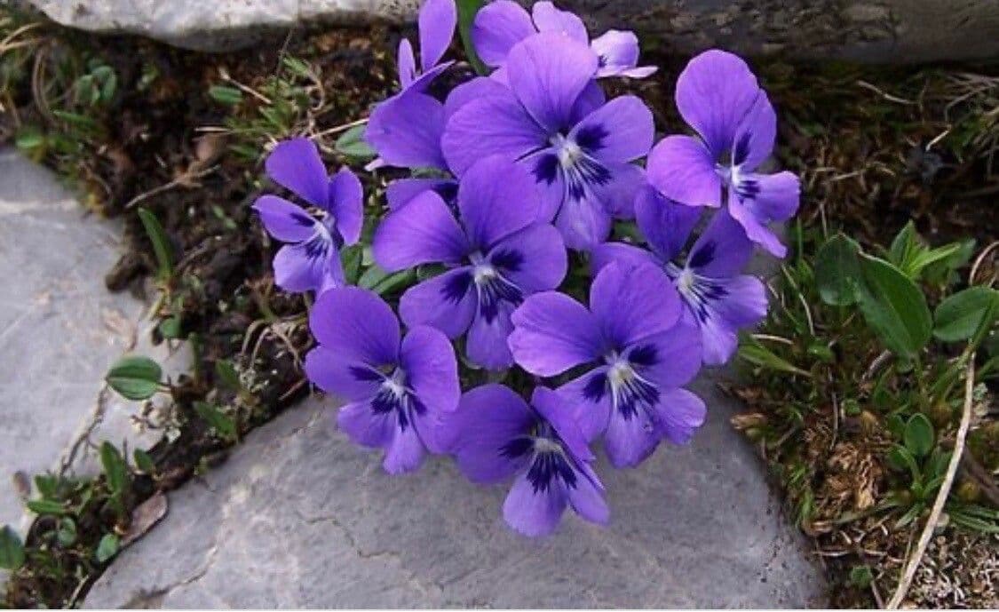 Viola aspra 2