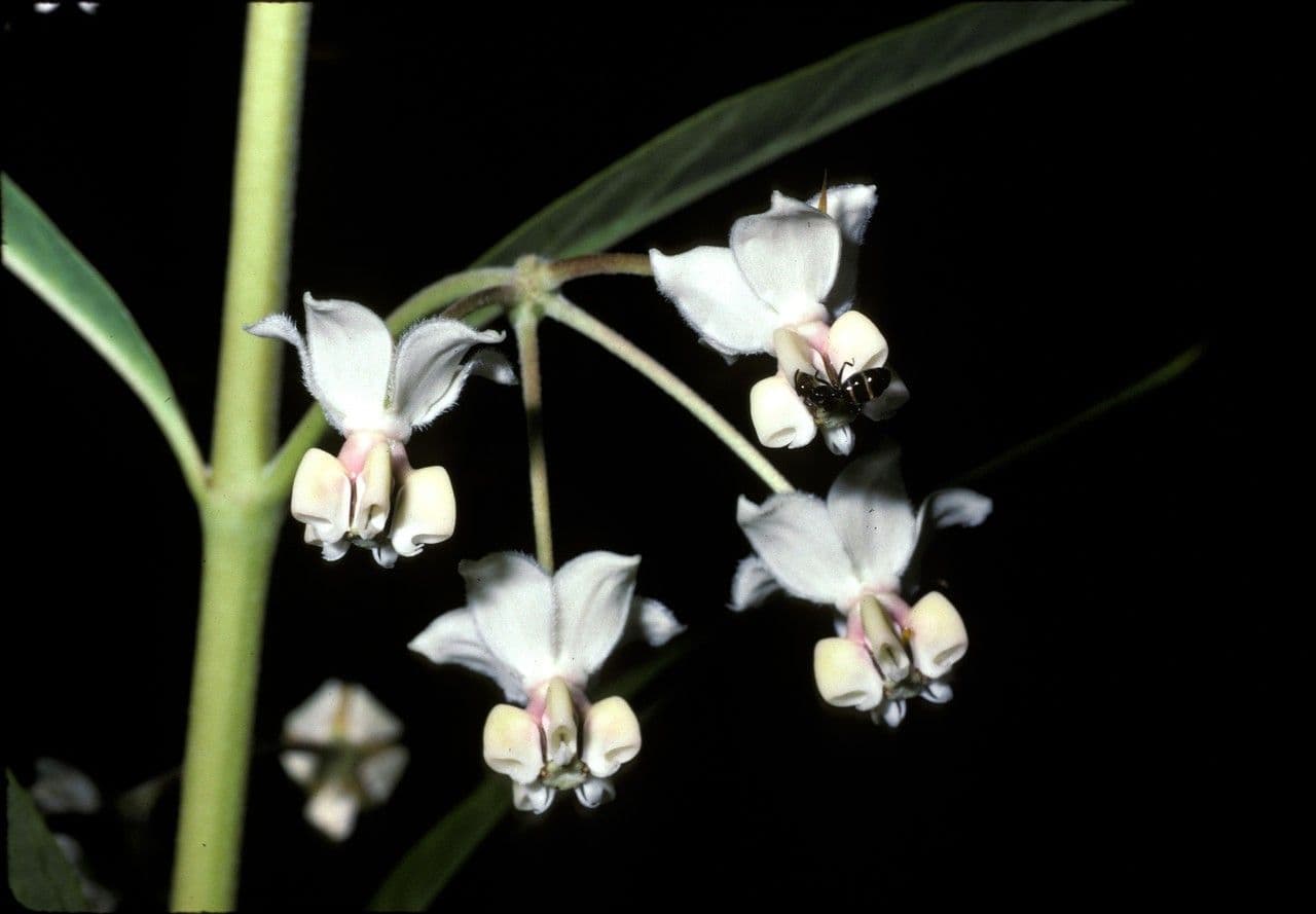 Gomphocarpus 8