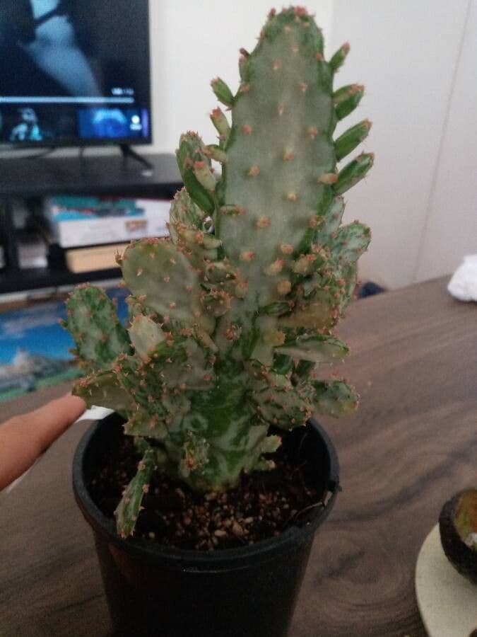 Opuncja Monacantha 20
