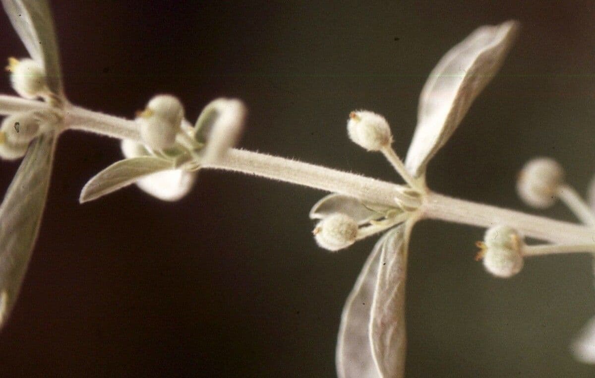 Pryšec chlupatý