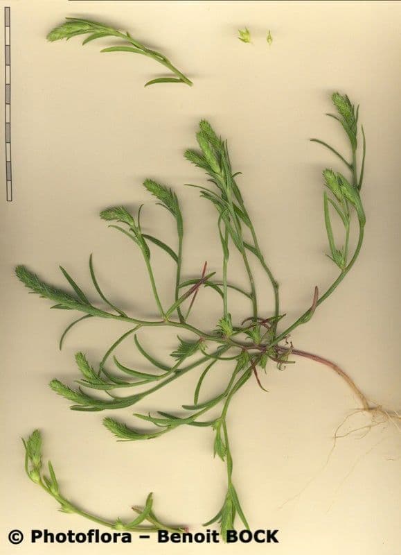 Corispermum di Pallas 22