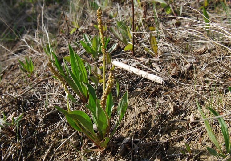 Piantaggine lanugginosa 4