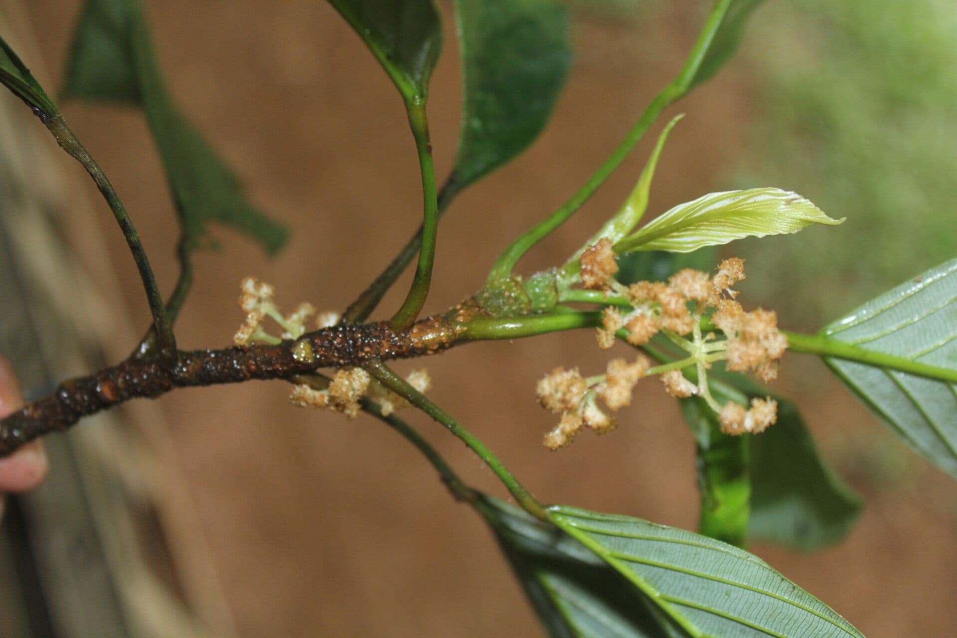 Pourouma 3