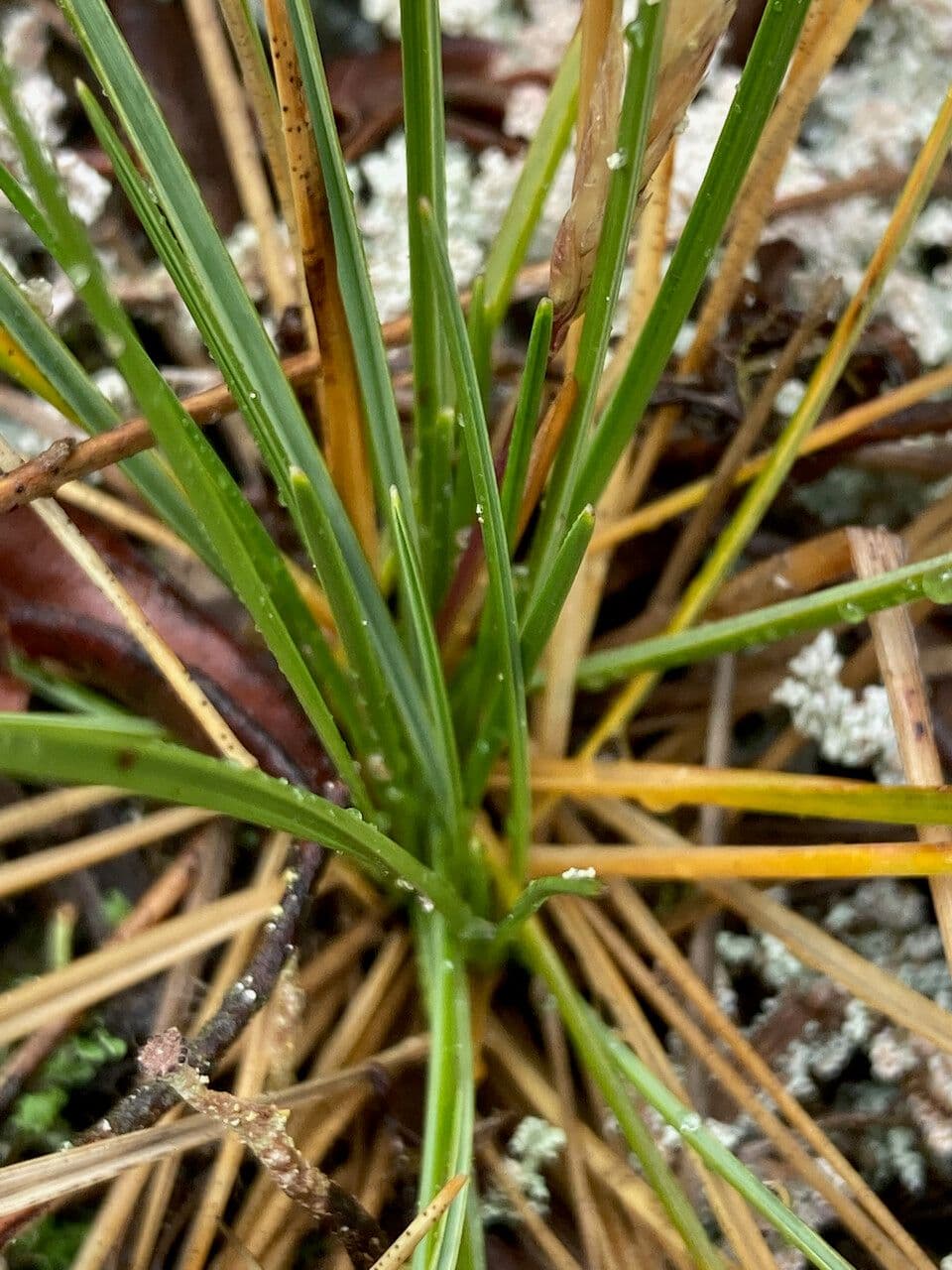 Calamagrostis 5