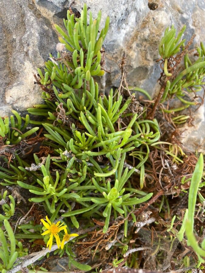 Limbarda crithmoides 15