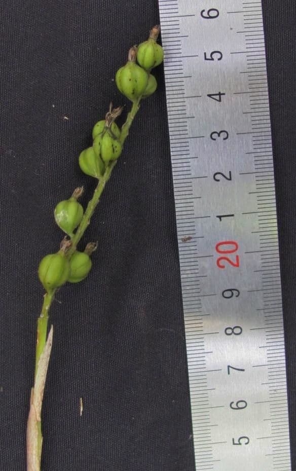 Epidendrum