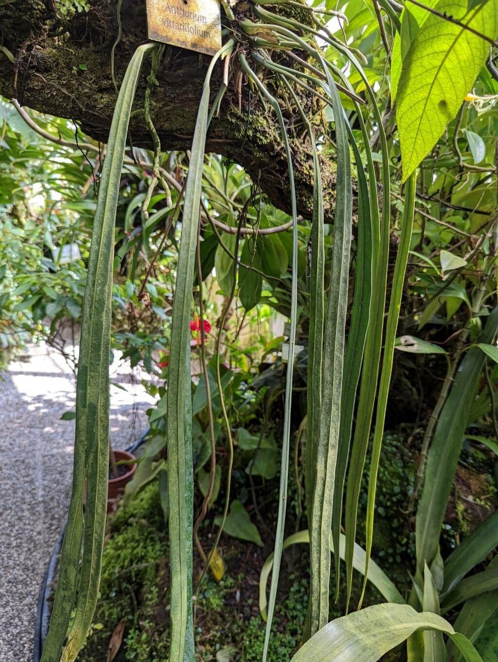 Anthurium 3