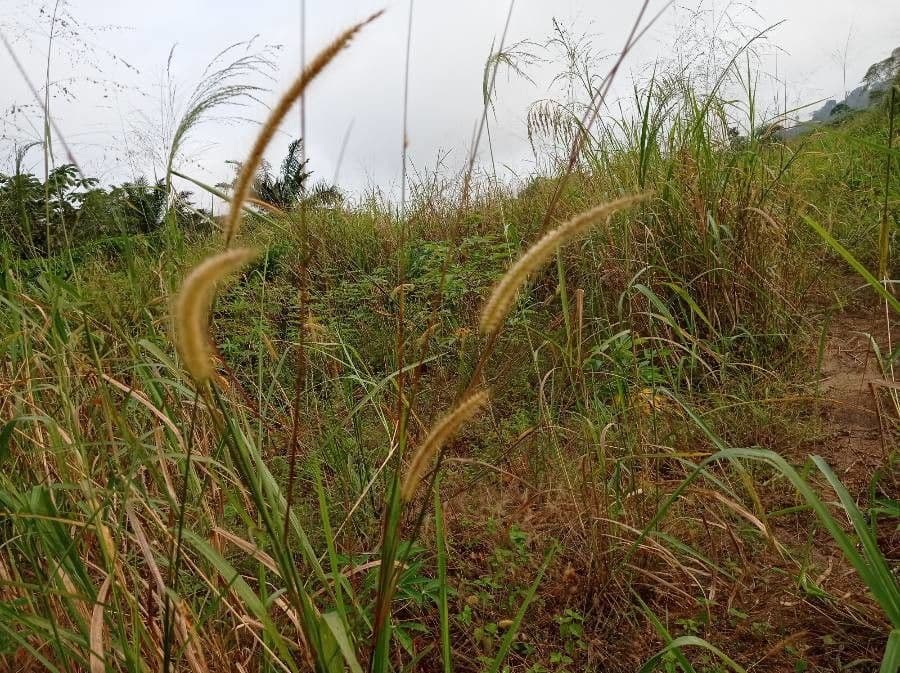 Setaria minore 2