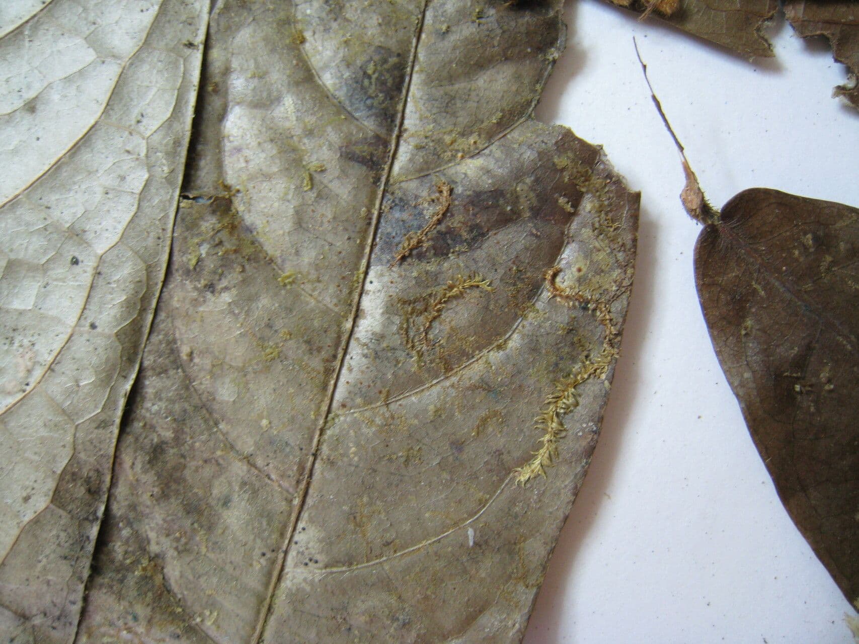Hirtella di Araguari 2