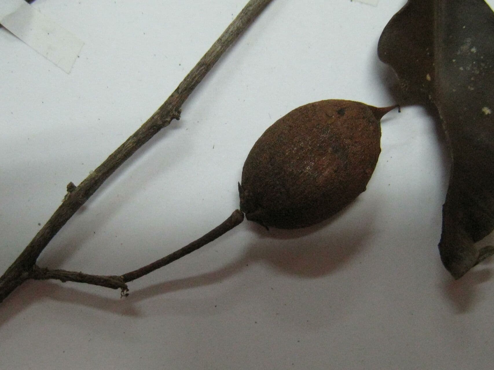 Micropholis 4