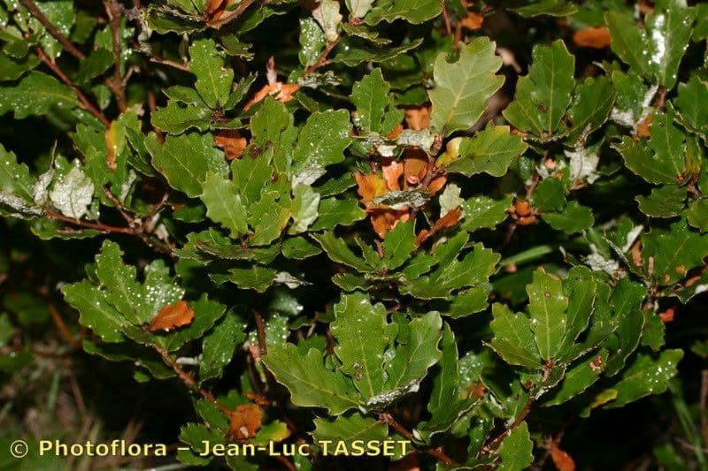 Quercia lusitanica 21