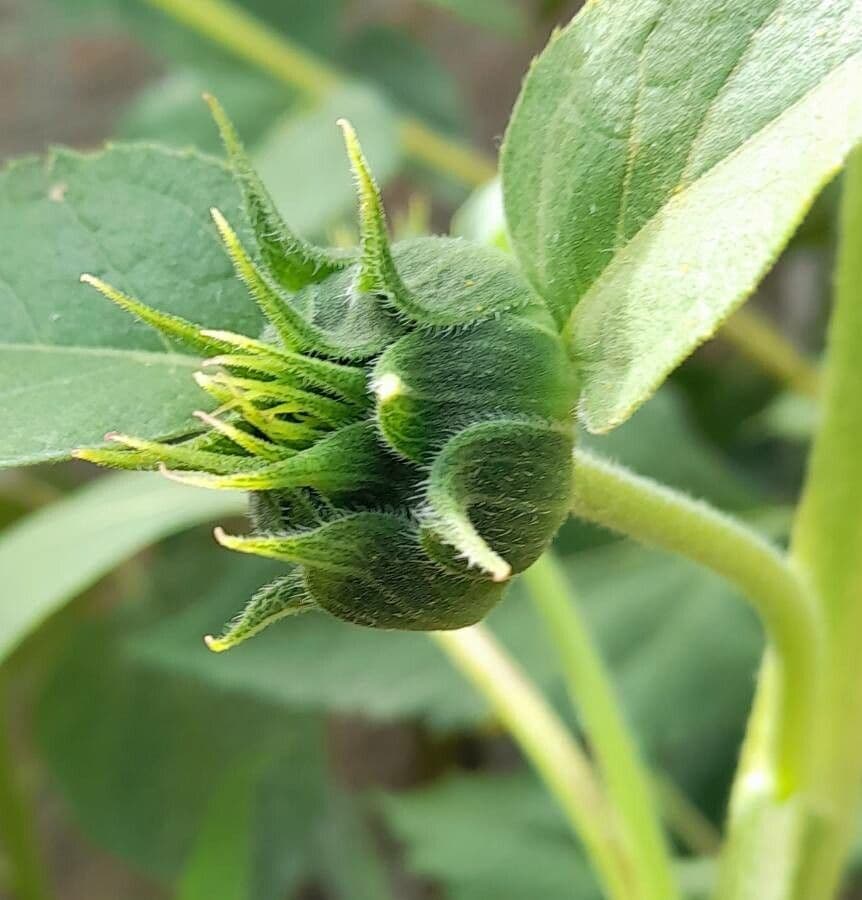Tournesol géant 23