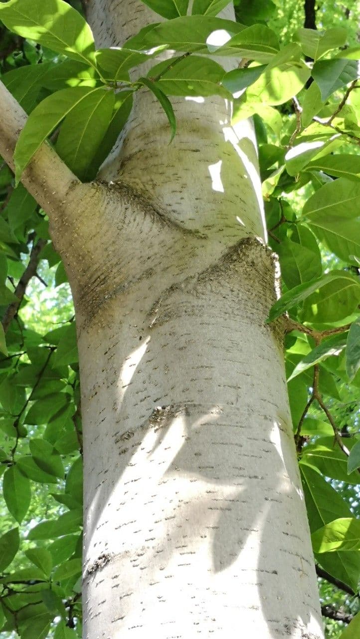 Magnolia amena 8