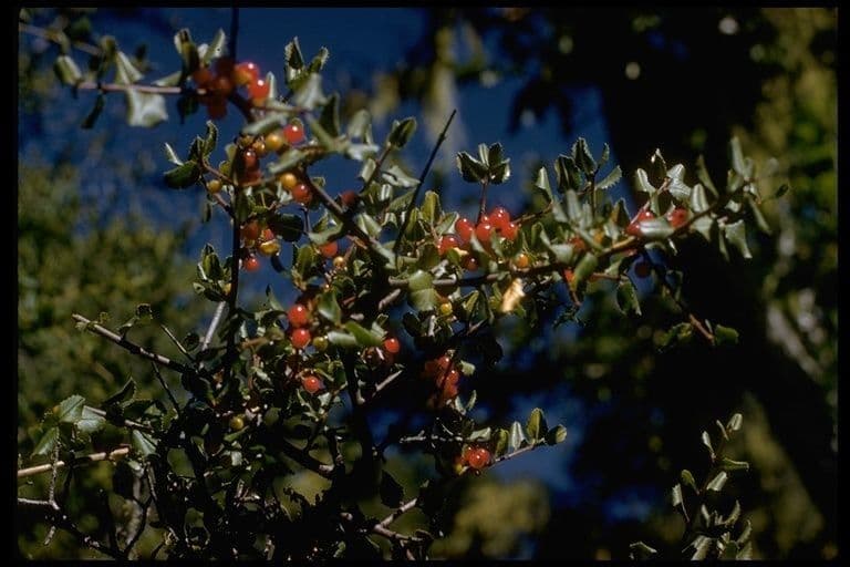 Spiny redberry 6