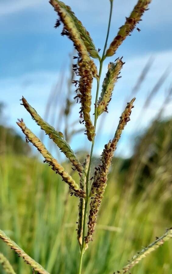 Urville-Paspalum 9