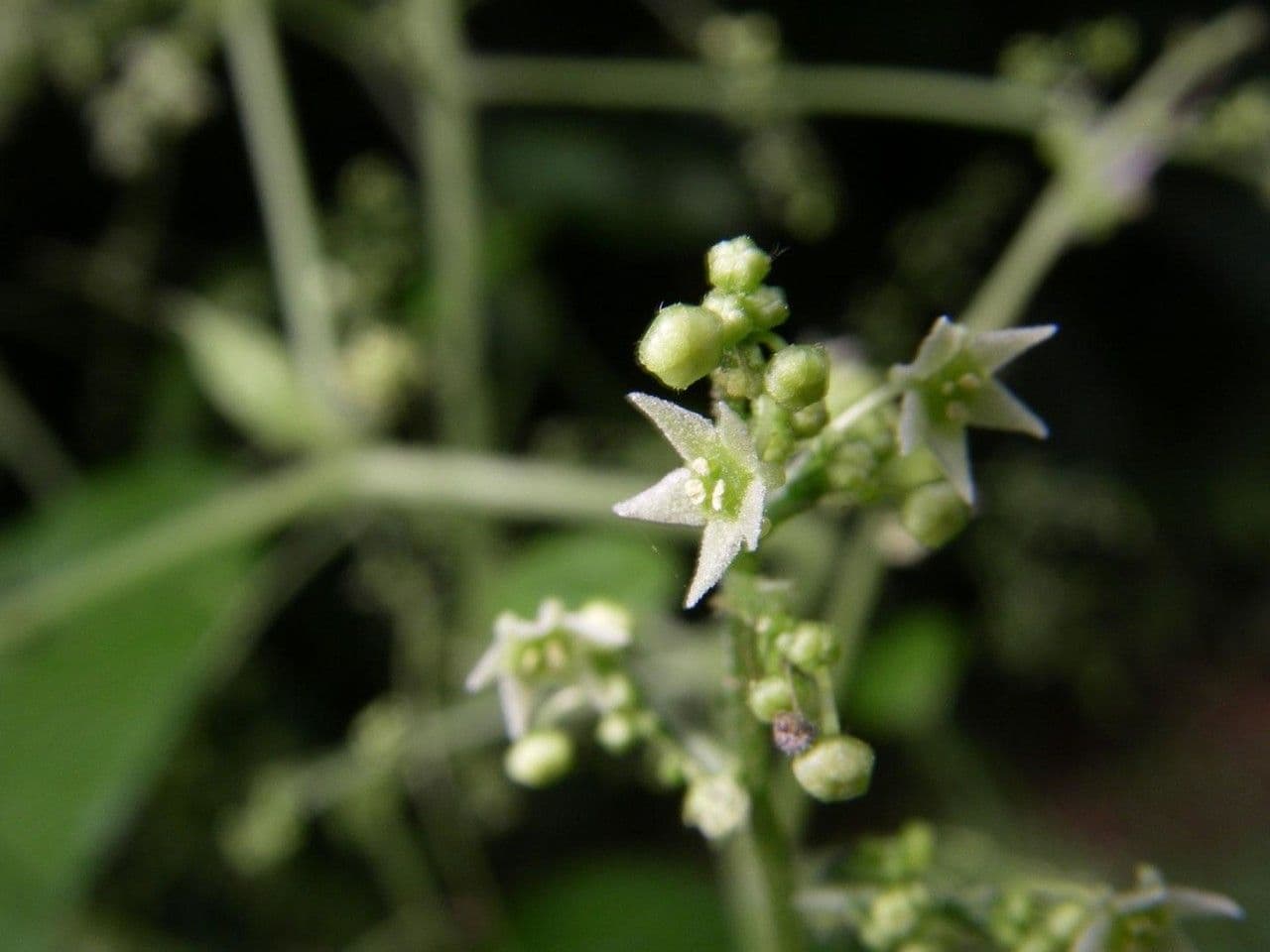 Sicydium 7