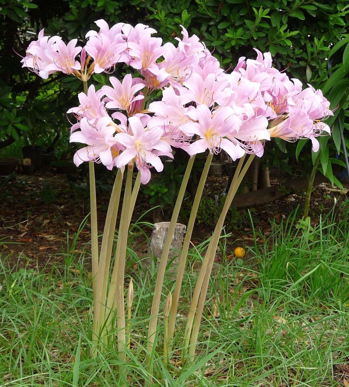 Lycoris 4