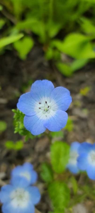 Nemophila 5