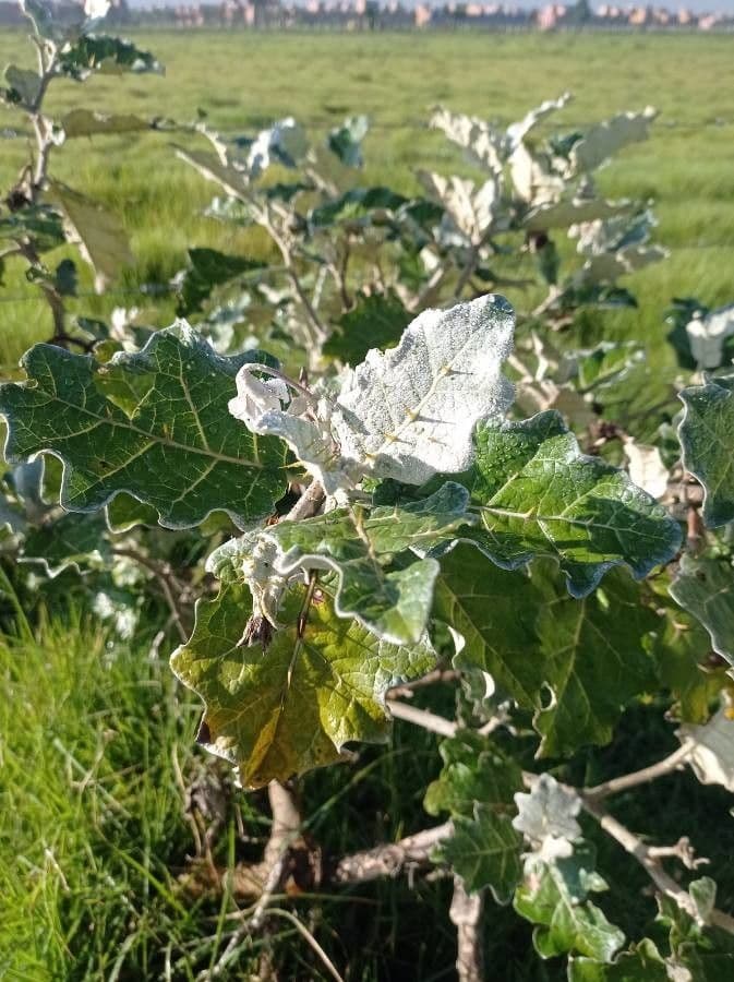 Solanum marginatum 13