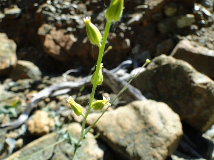 Streptanthus Morrisona