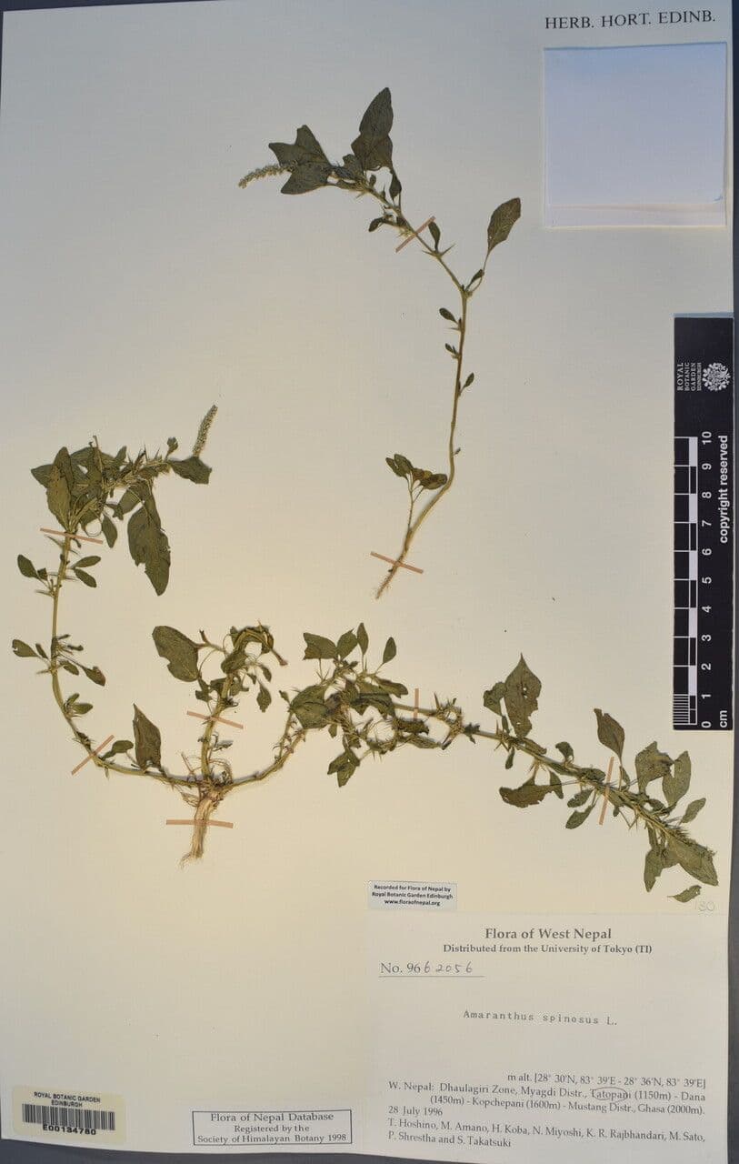 Laskavec trnitý 26