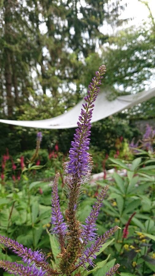Veronicastrum 4