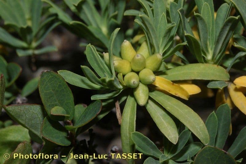 Dafne striata 2