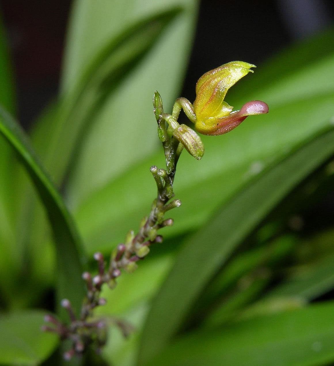 Scaphosepalum 2