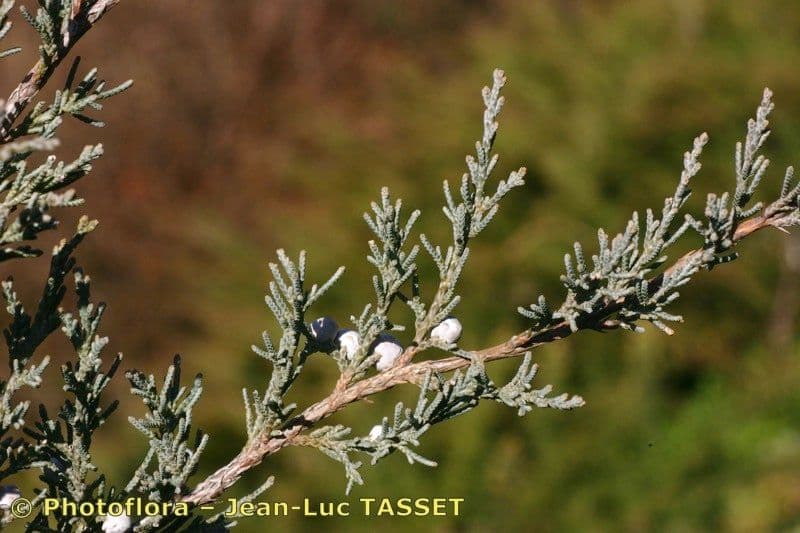 Fels-Wacholder 22