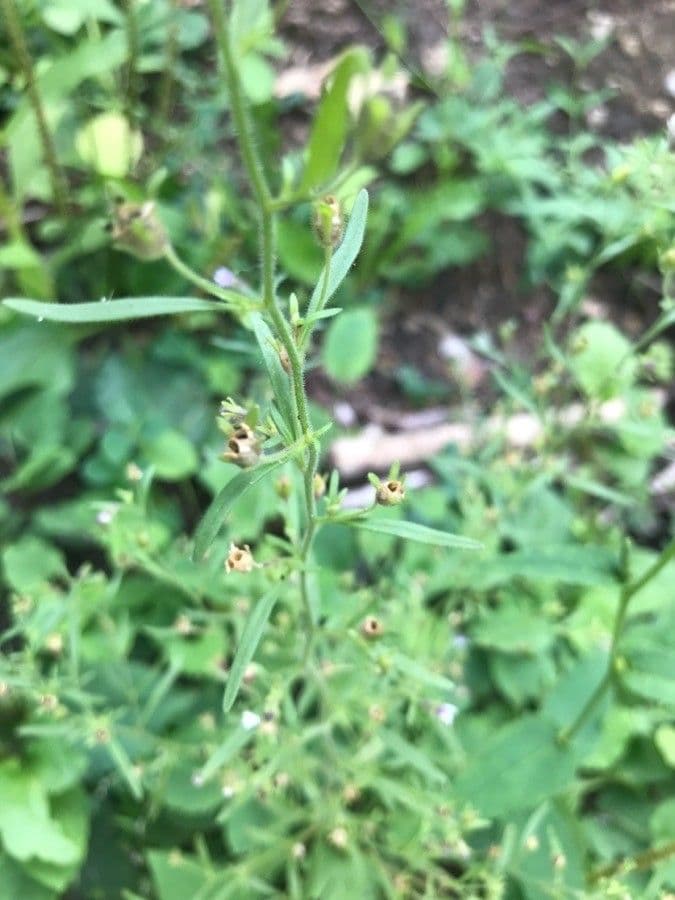Linaria minore 19
