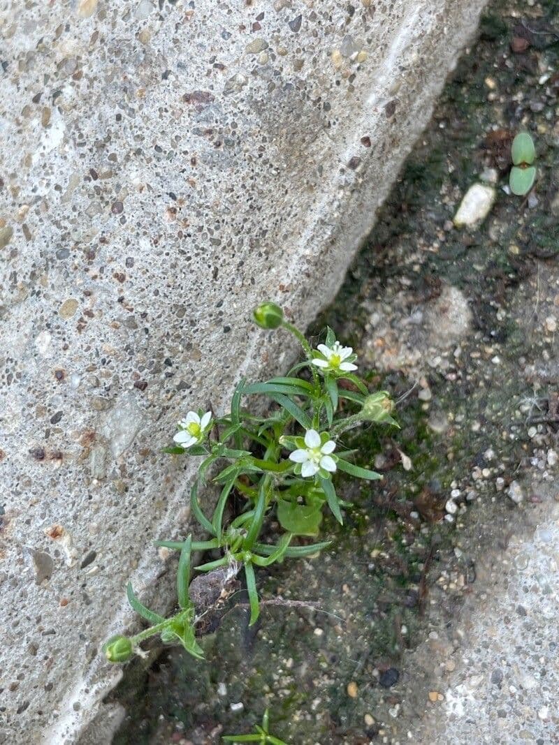 Sagina maxima 2