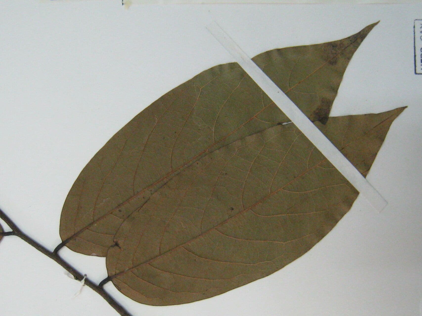 Ephedranthus 3
