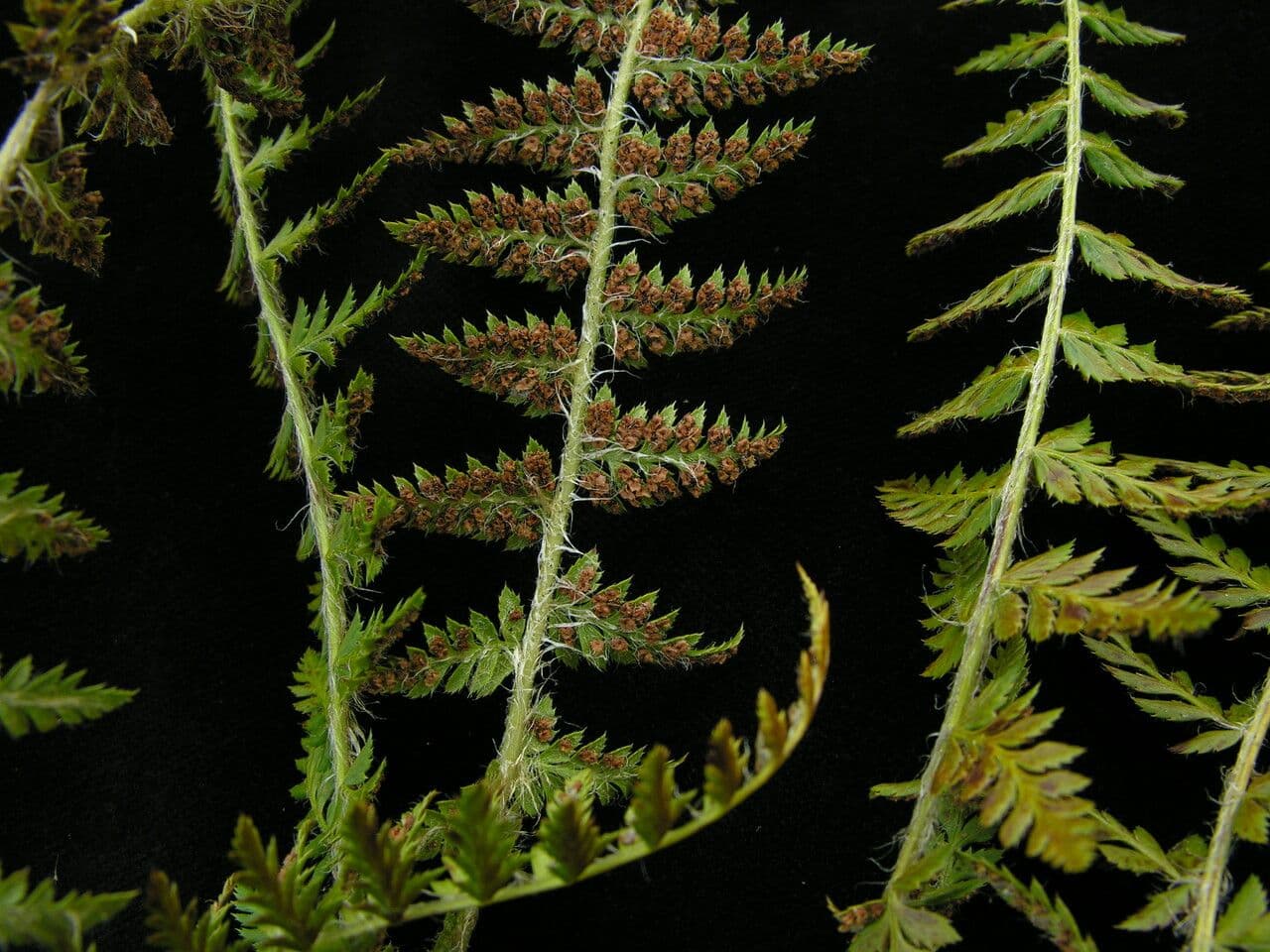 Polystichum 5