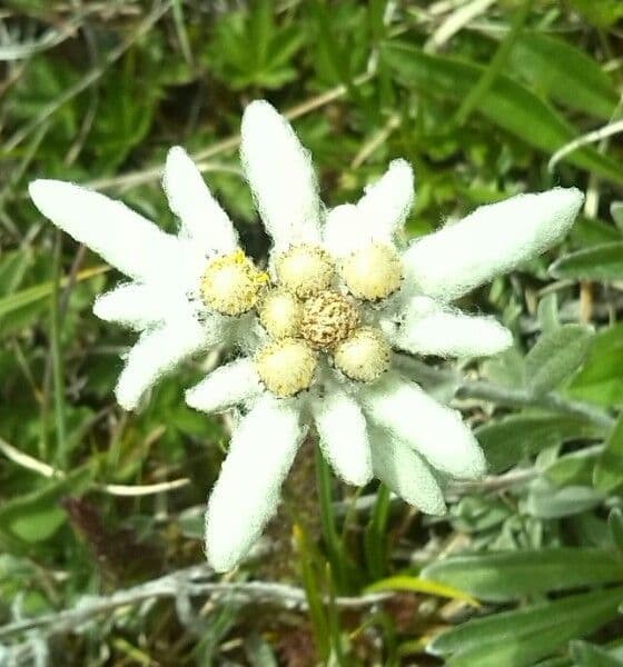 Plesnivec alpský 28