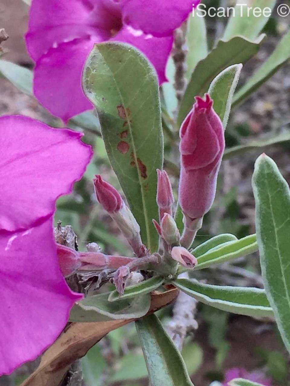 Pachypodium 2