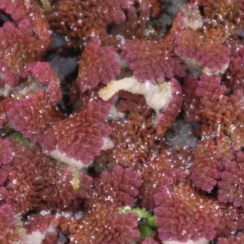 Azolla 2