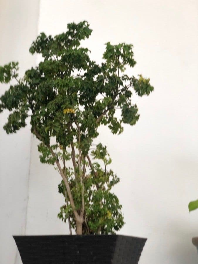 Aralia 12