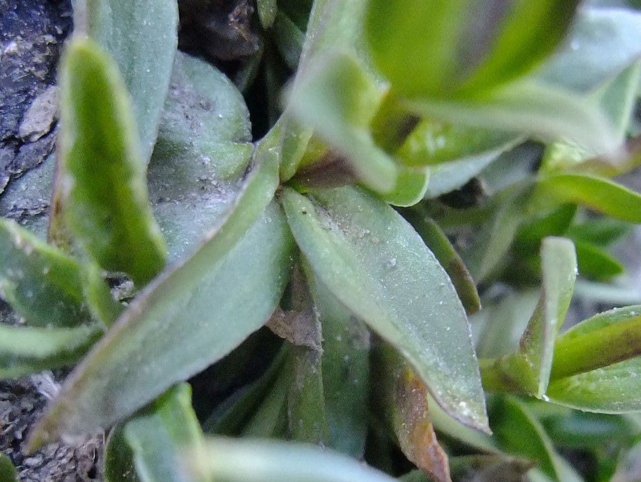 Genziana minore 13
