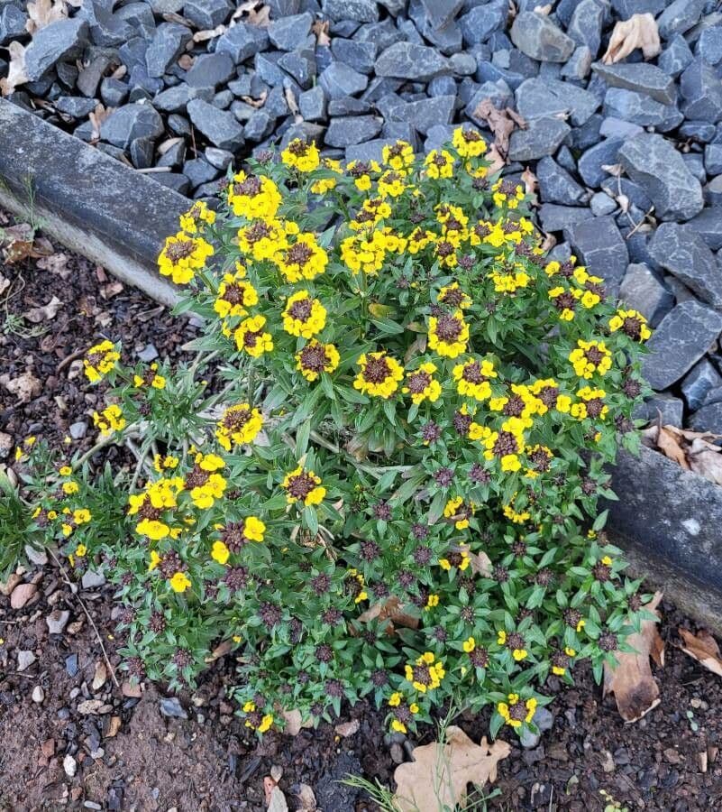 Erysimum 9