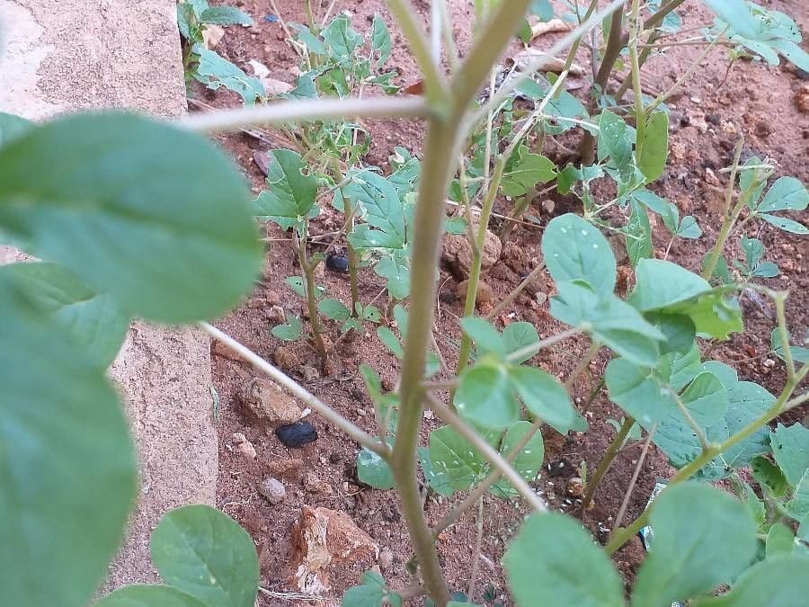 Cleome 21
