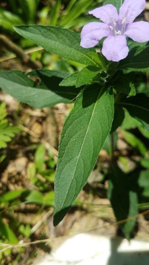 Ruellia 17