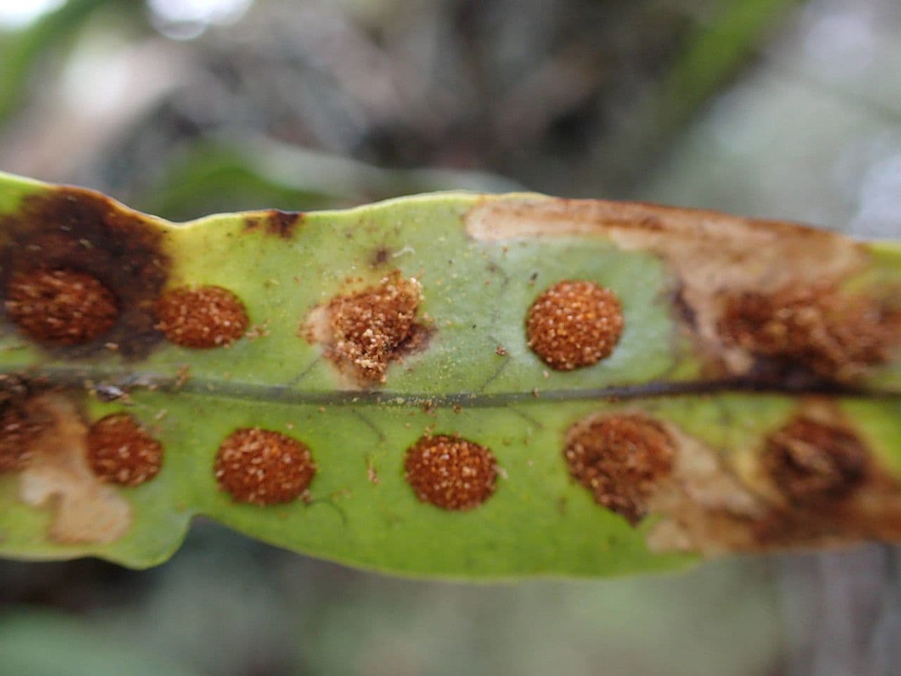 Lepisorus