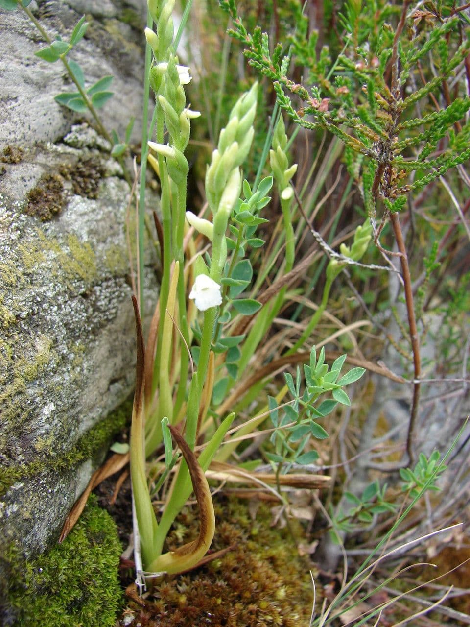 Viticcini estivi 9