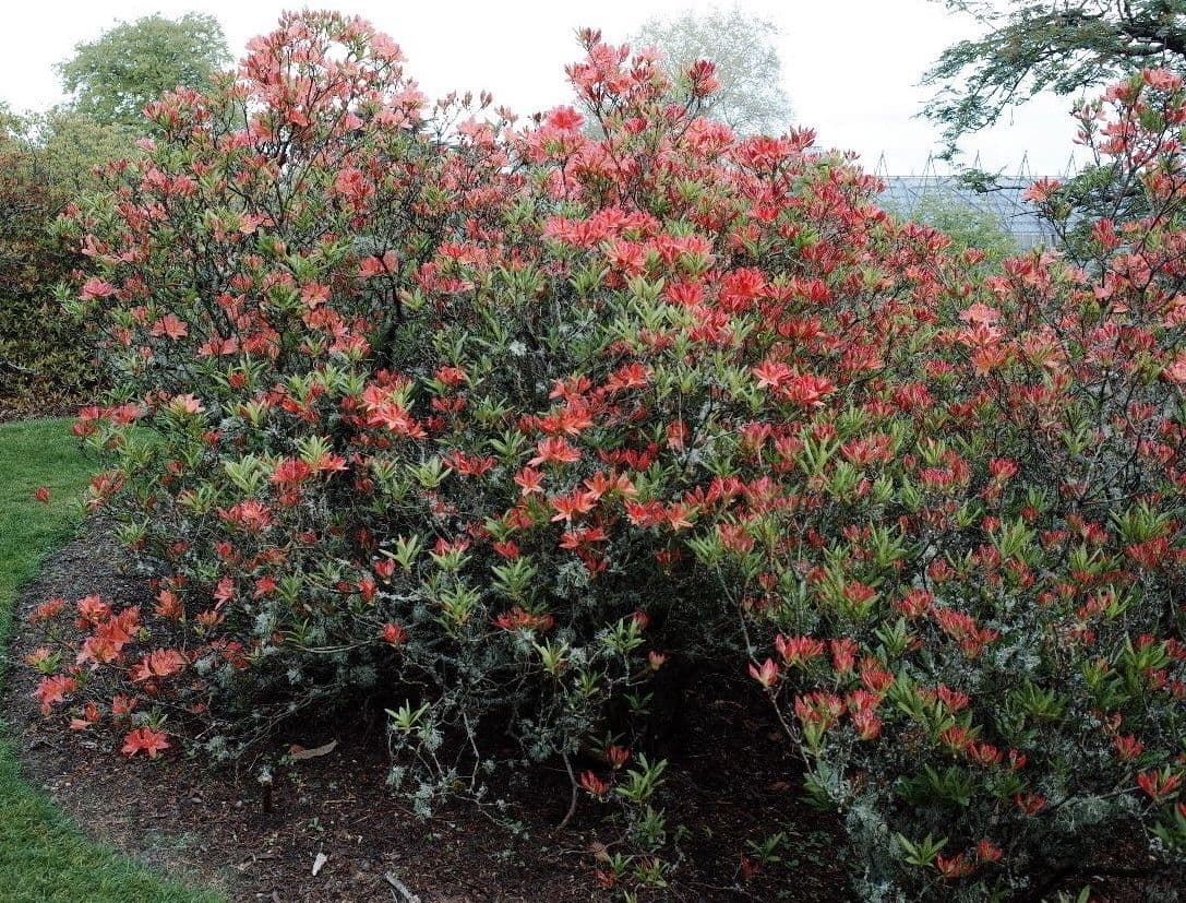 Azalea cinese 11