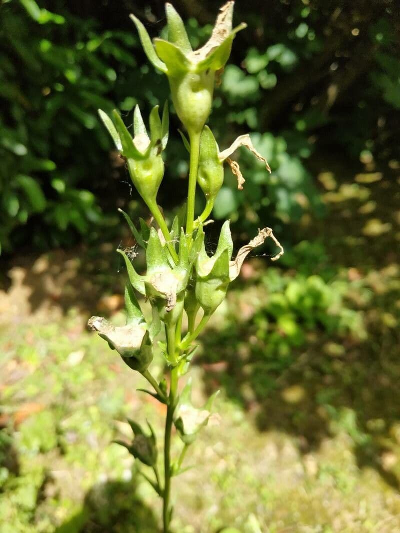 Campanilla 5