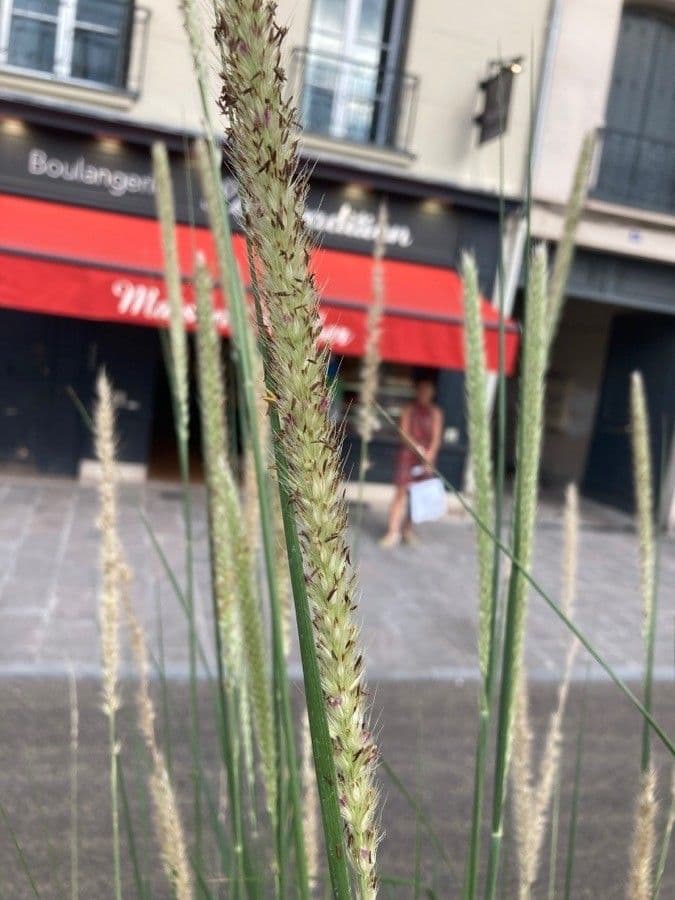 Citronella 2