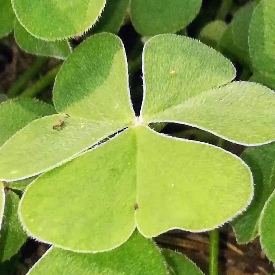 Acetosa debilis 15