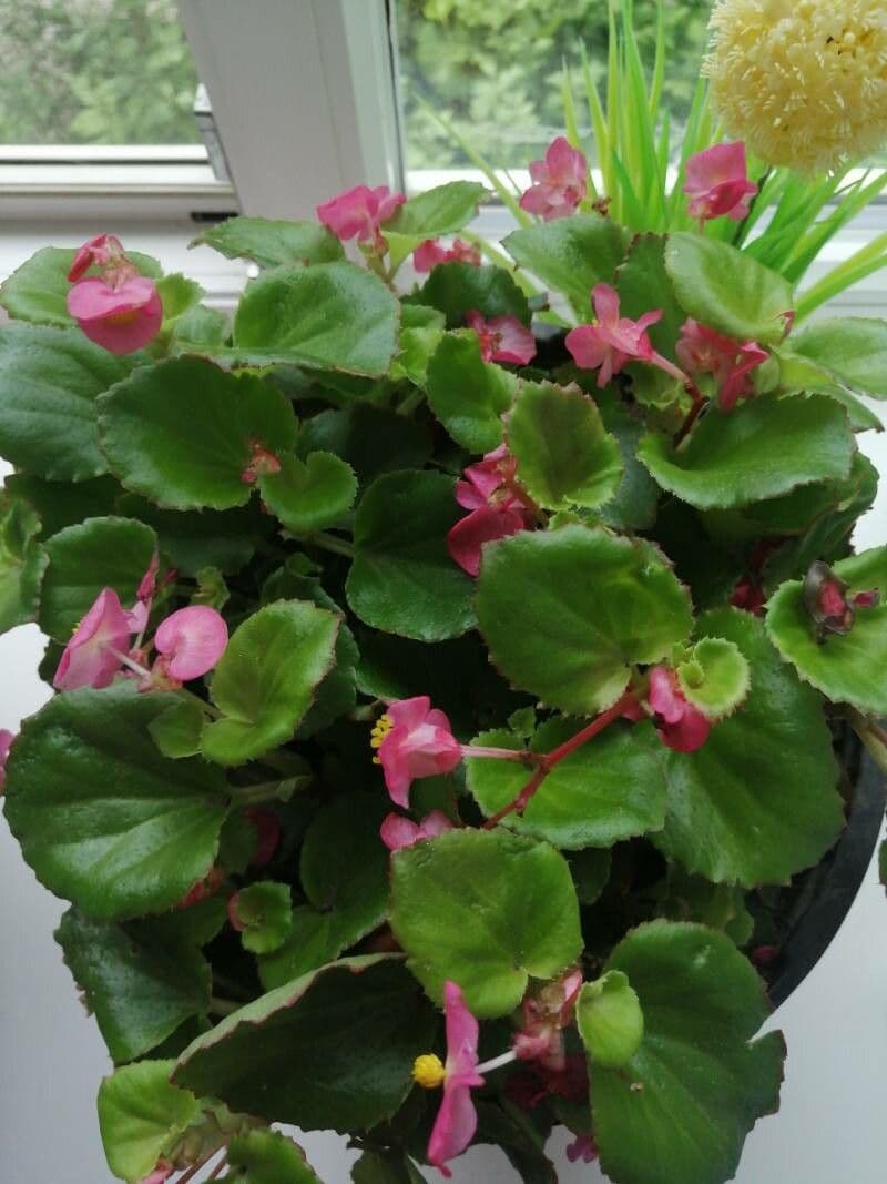 Begonia 8