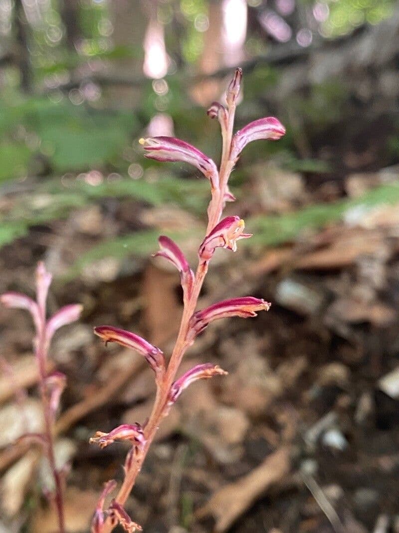 Epifagus virginiana 7